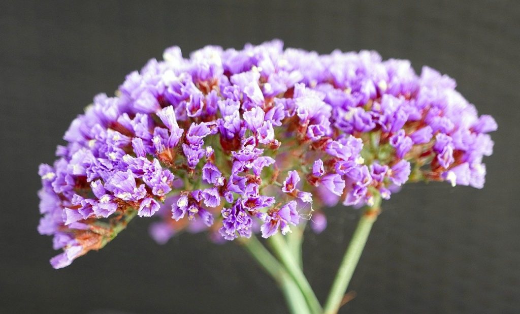 flower, petals, blossom-7348745.jpg